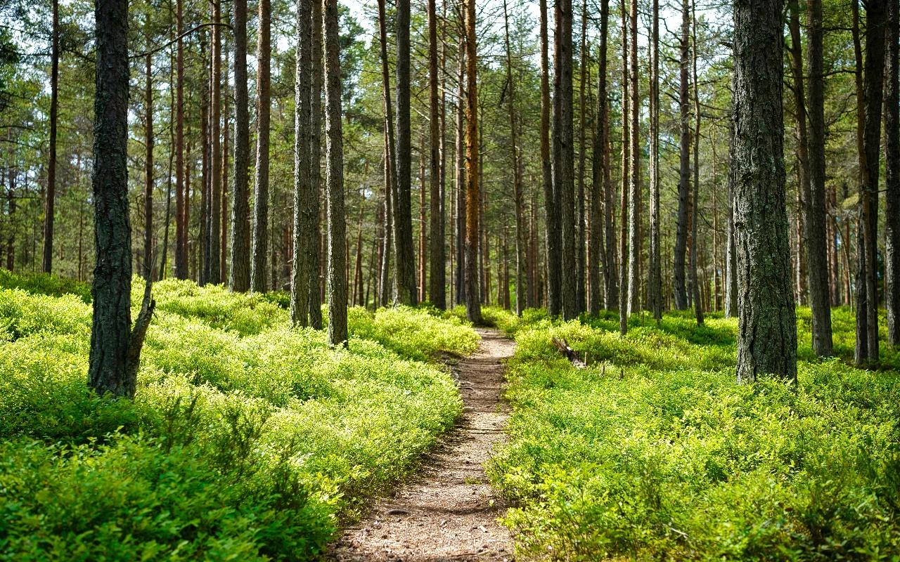 a path cut out of the grass in a forest