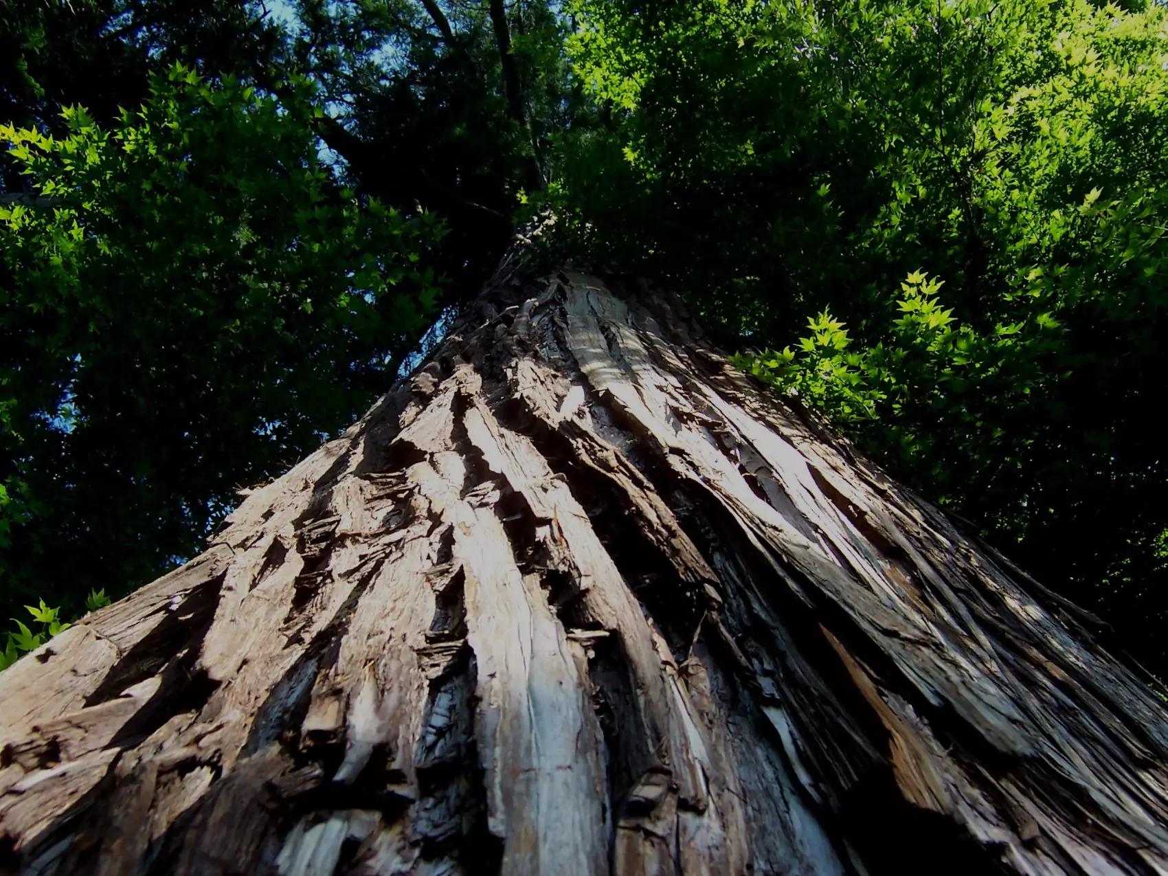 An upclose view of a tree looking up towards the leaves and branches from Butsuji Temple, Japan.